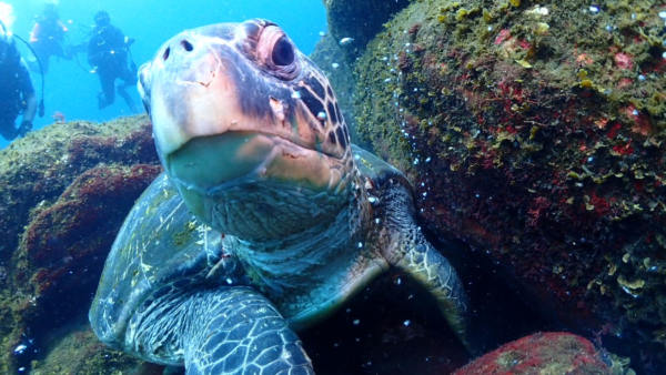 ダイビングをしたい方